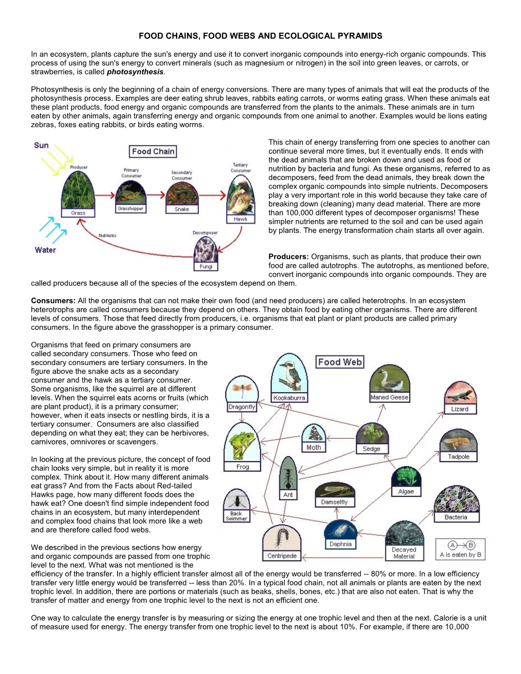 Food Chains, Food Webs and Ecological Pyramids