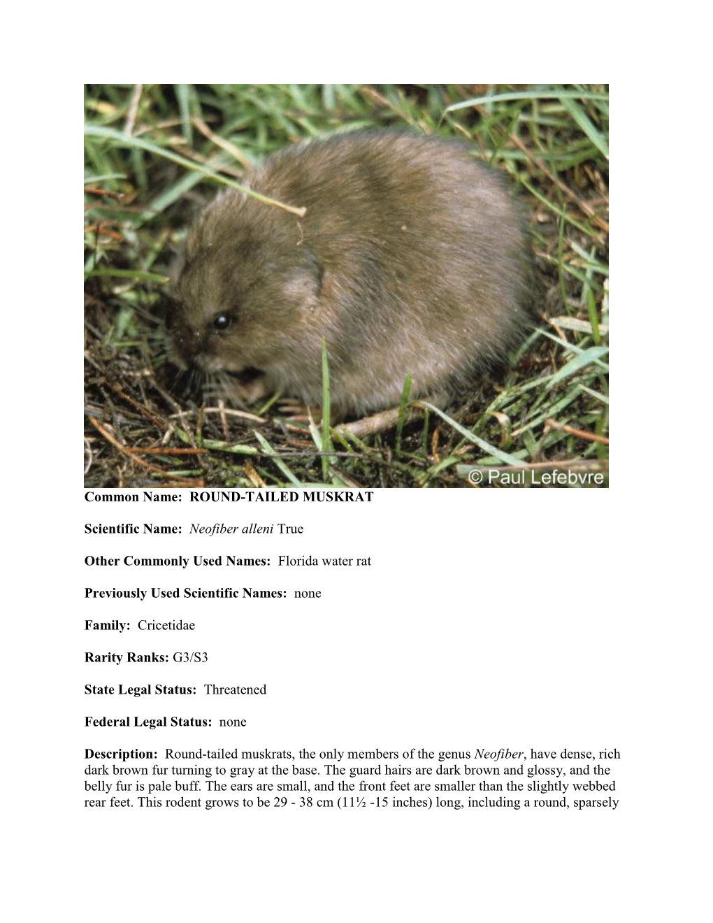 Common Name: ROUND-TAILED MUSKRAT Scientific Name