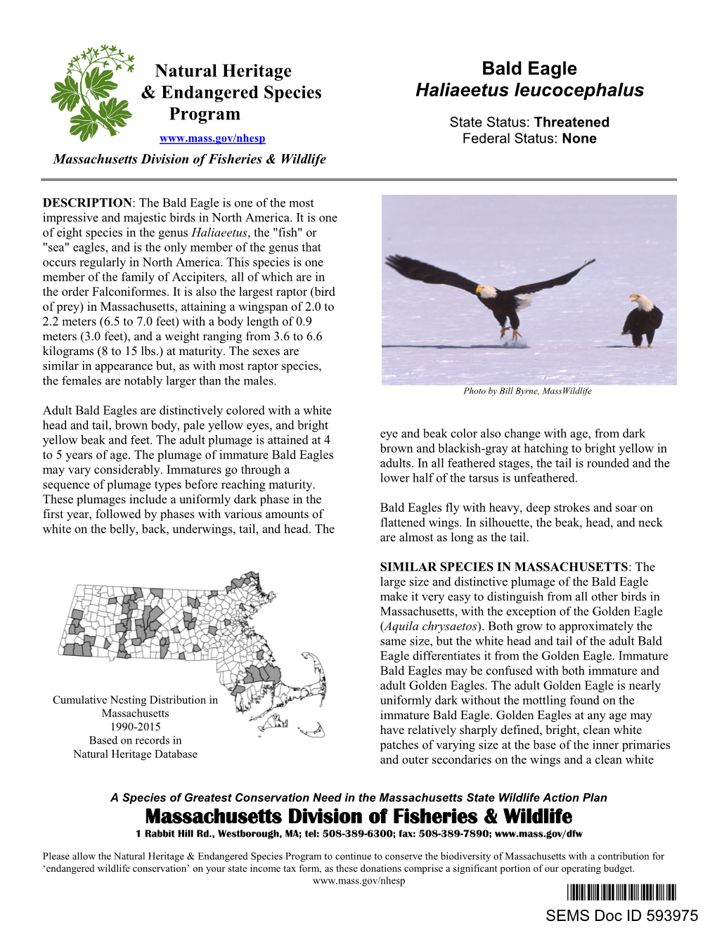 Bald Eagle, Haliaeetus Ieucocephalus, Natural Heritage and Endangered Species Program