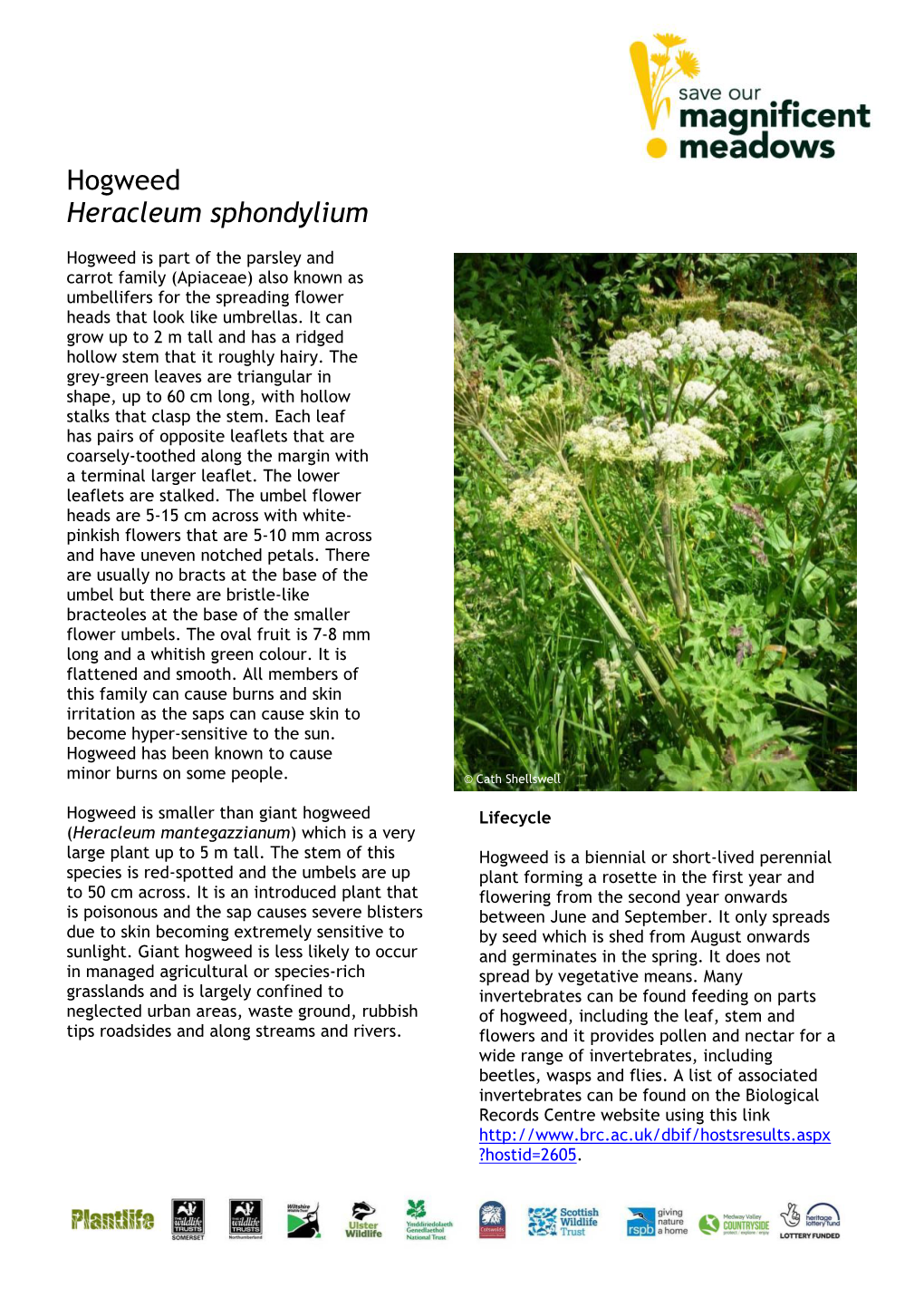 Hogweed Heracleum Sphondylium