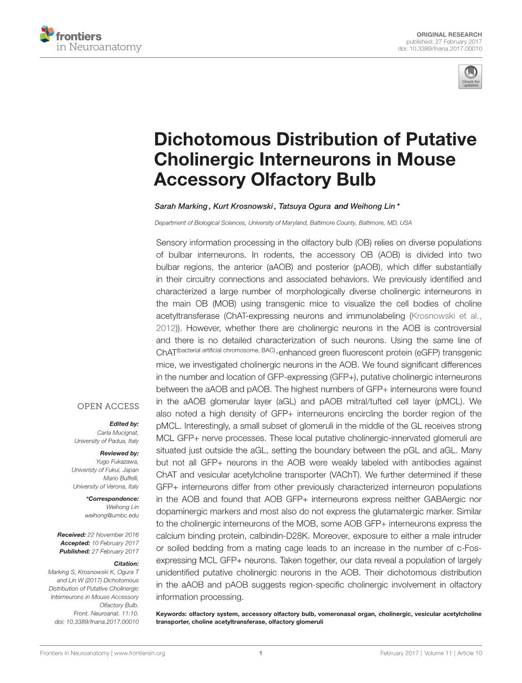 Dichotomous Distribution of Putative Cholinergic Interneurons in Mouse Accessory Olfactory Bulb