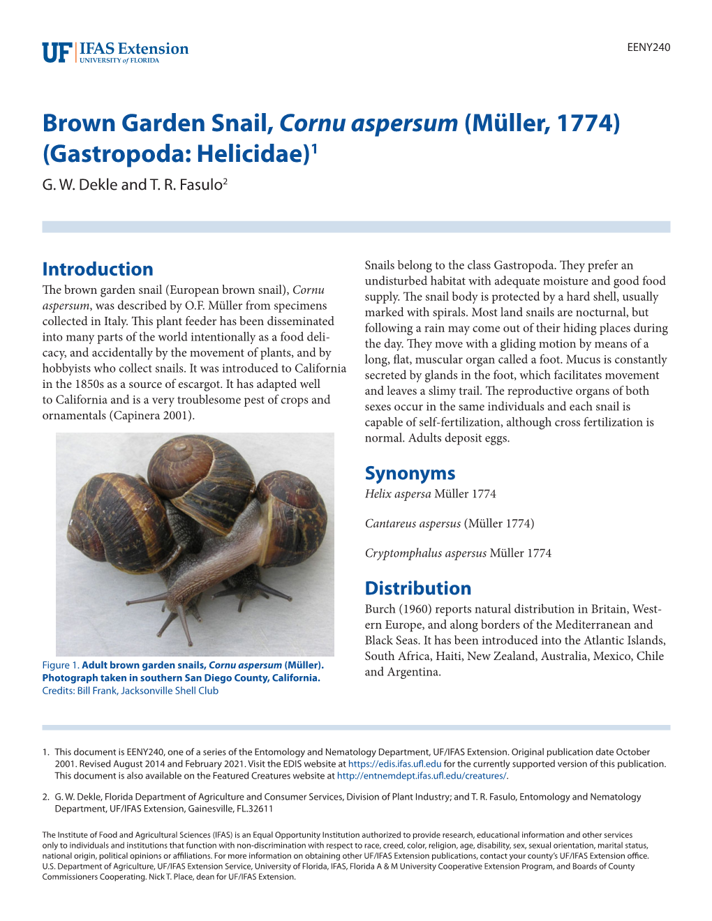 Brown Garden Snail, Cornu Aspersum (Müller, 1774) (Gastropoda: Helicidae)1 G