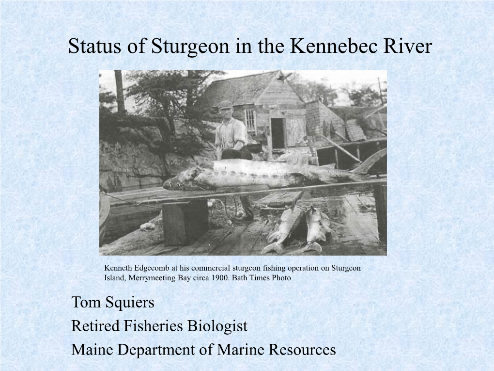 Sturgeon Status in the Kennebec River