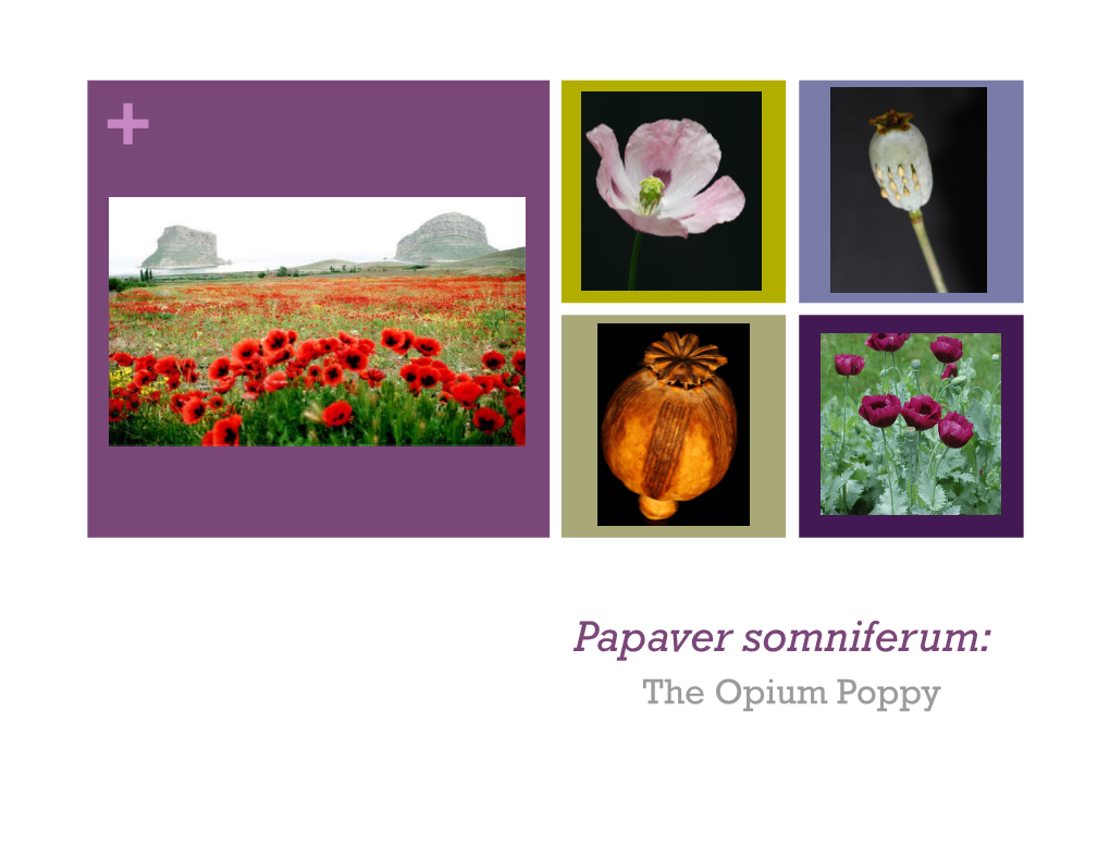 Papaver Somniferum: the Opium Poppy +