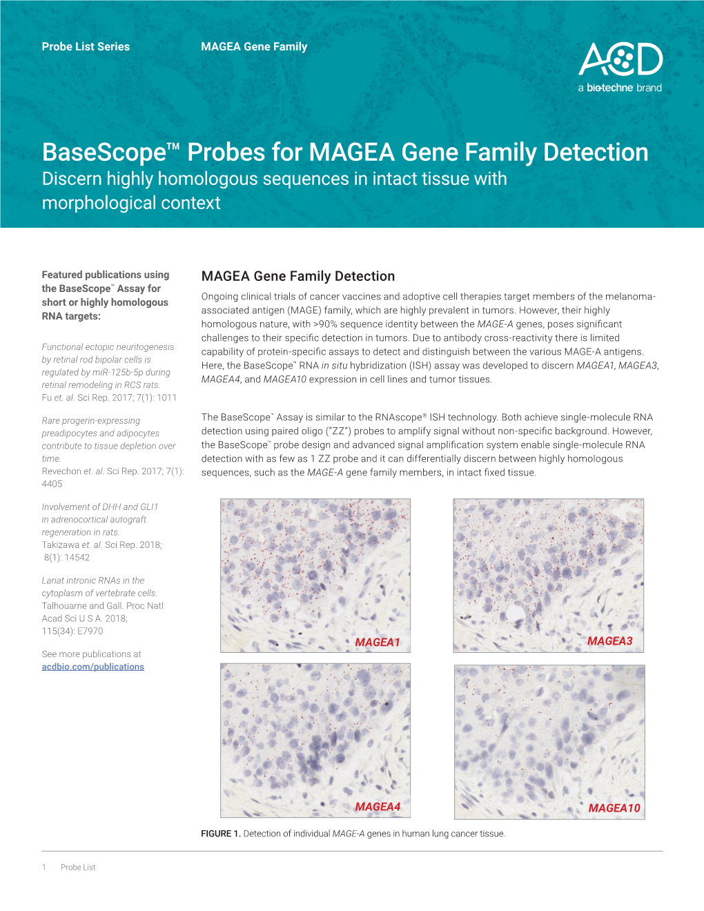 Basescope™ Probes for MAGEA Gene Family Detection Discern Highly Homologous Sequences in Intact Tissue with Morphological Context