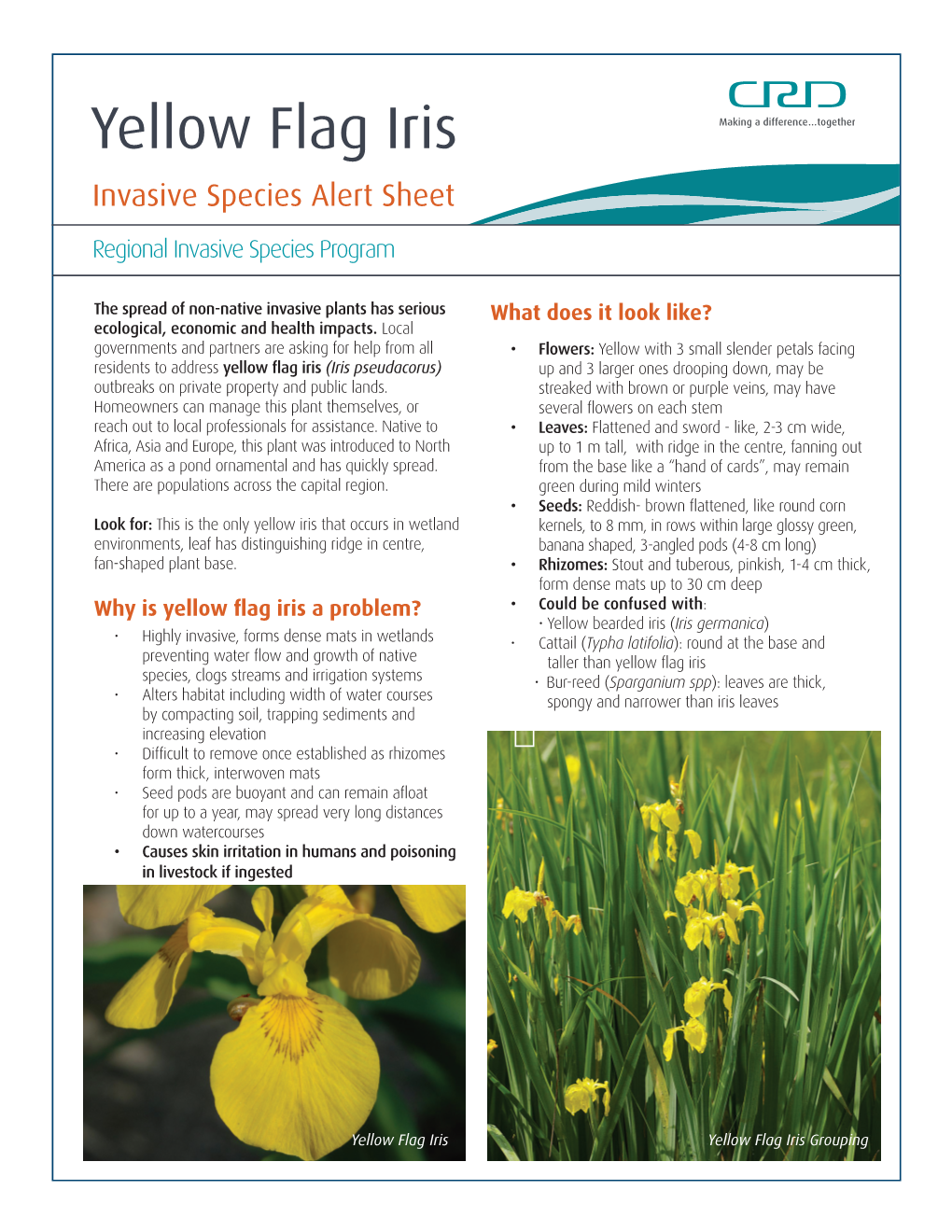 Yellow Flag Iris Invasive Species Alert Sheet
