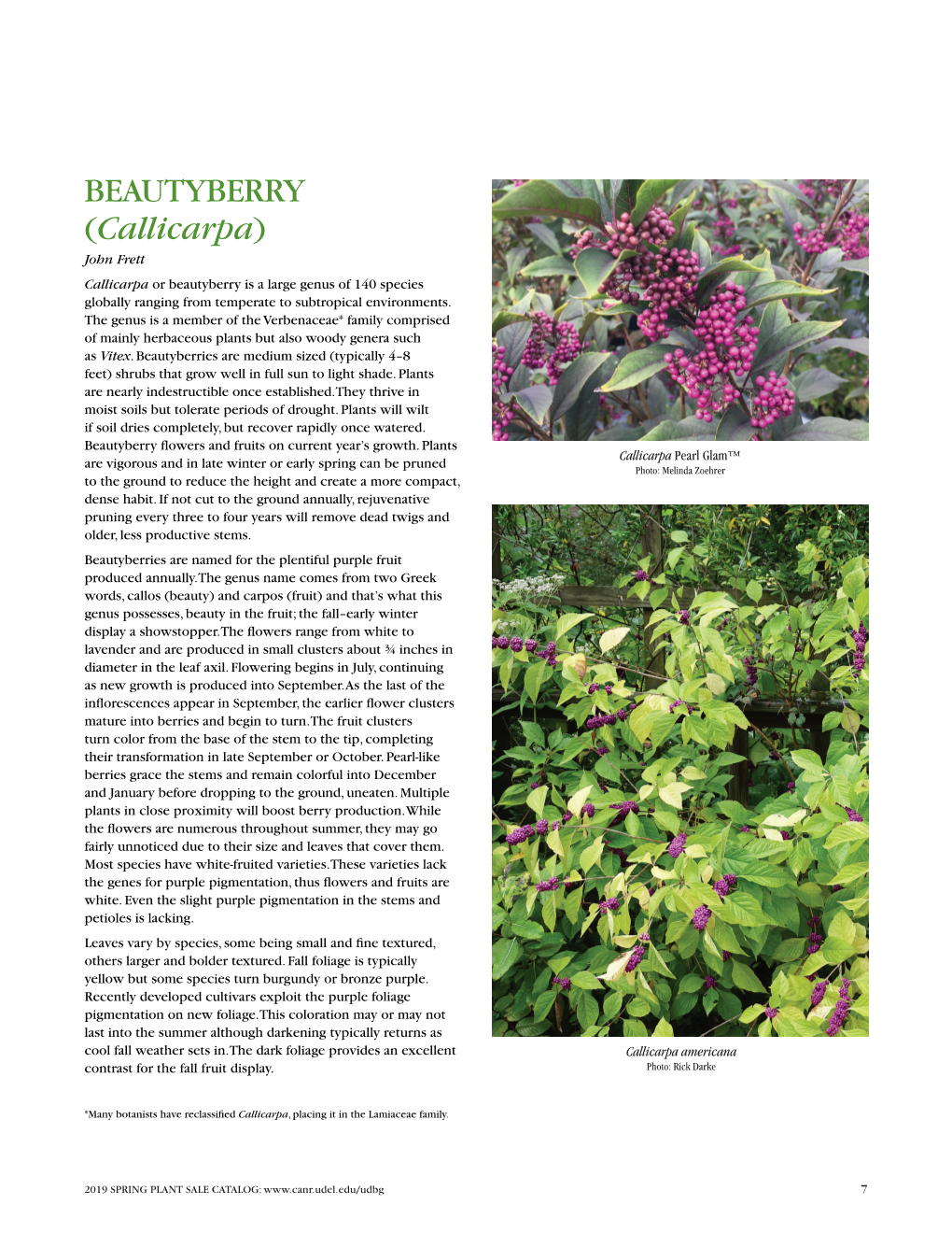 BEAUTYBERRY (Callicarpa) John Frett Callicarpa Or Beautyberry Is a Large Genus of 140 Species Globally Ranging from Temperate to Subtropical Environments