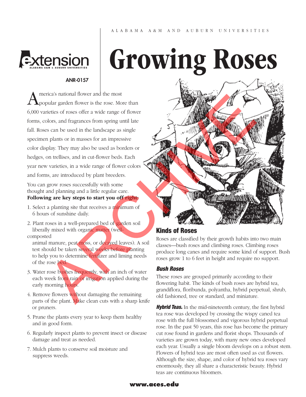 Growing Roses ANR-0157