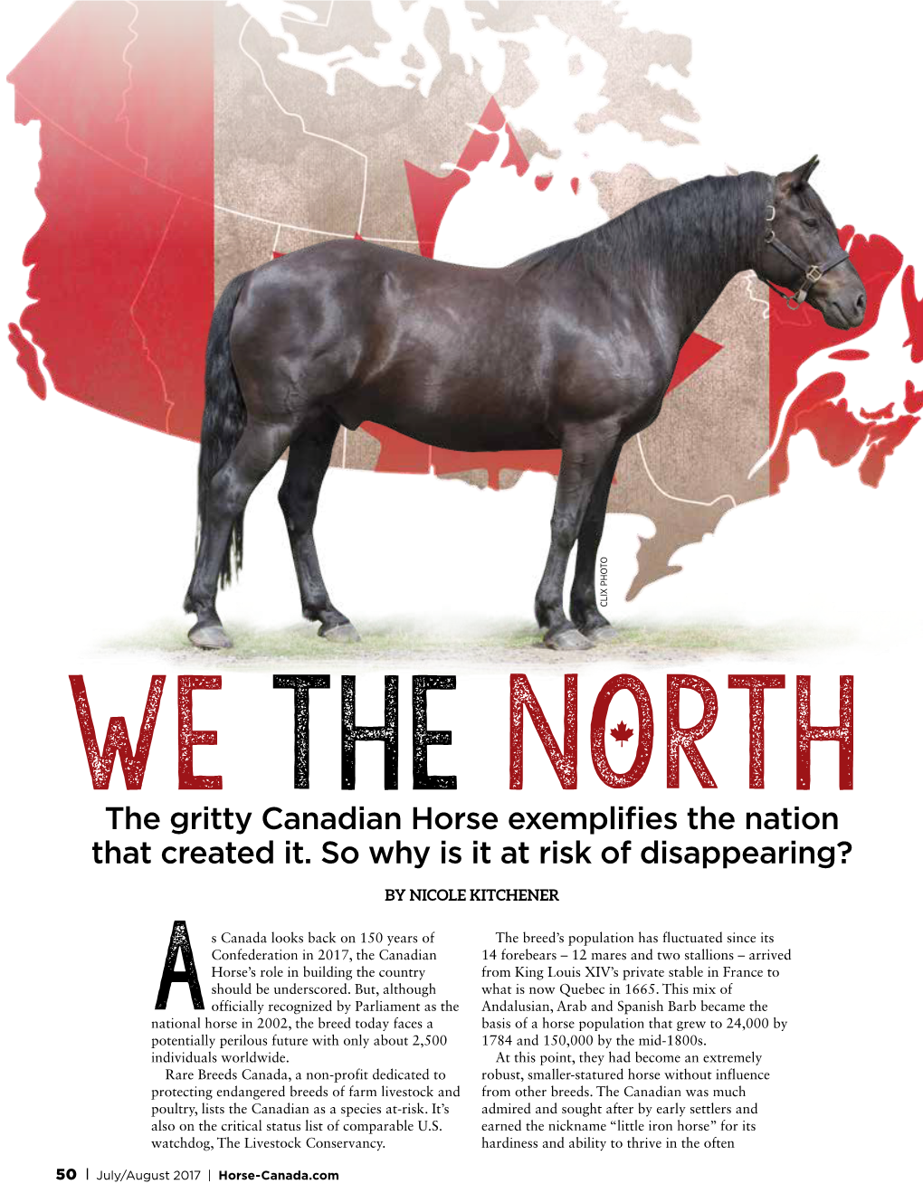 The Gritty Canadian Horse Exemplifies the Nation That Created It. So Why Is It at Risk of Disappearing?