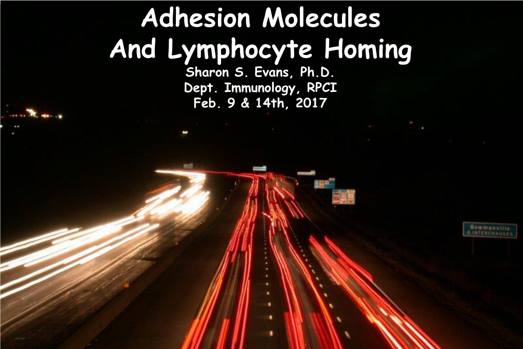 Adhesion Molecules and Lymphocyte Homing Sharon S