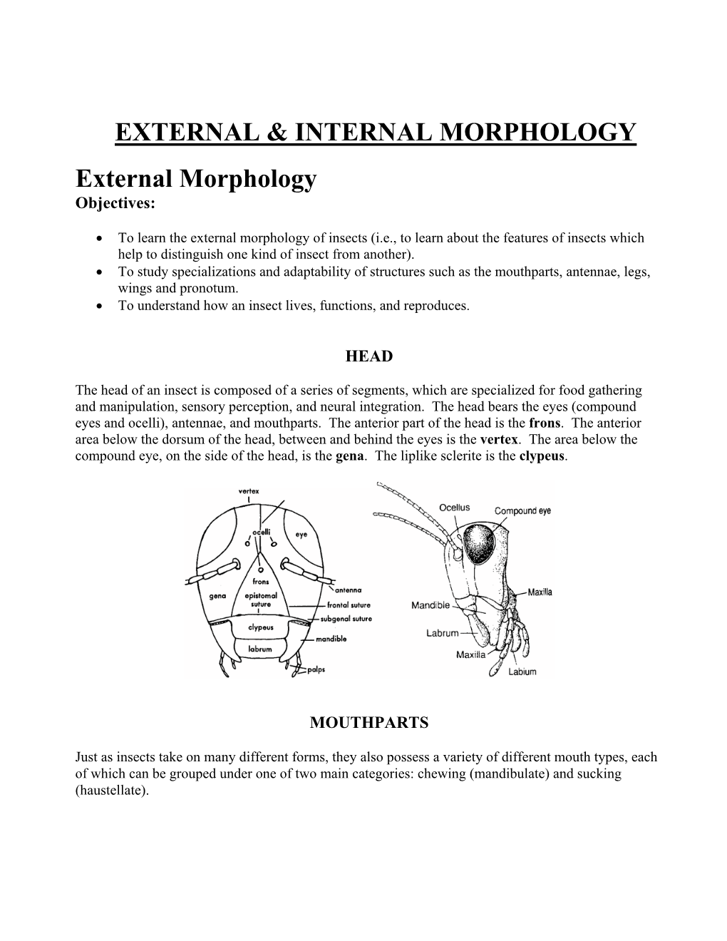 Lab 3: INSECT EXTERNAL MORPHOLOGY