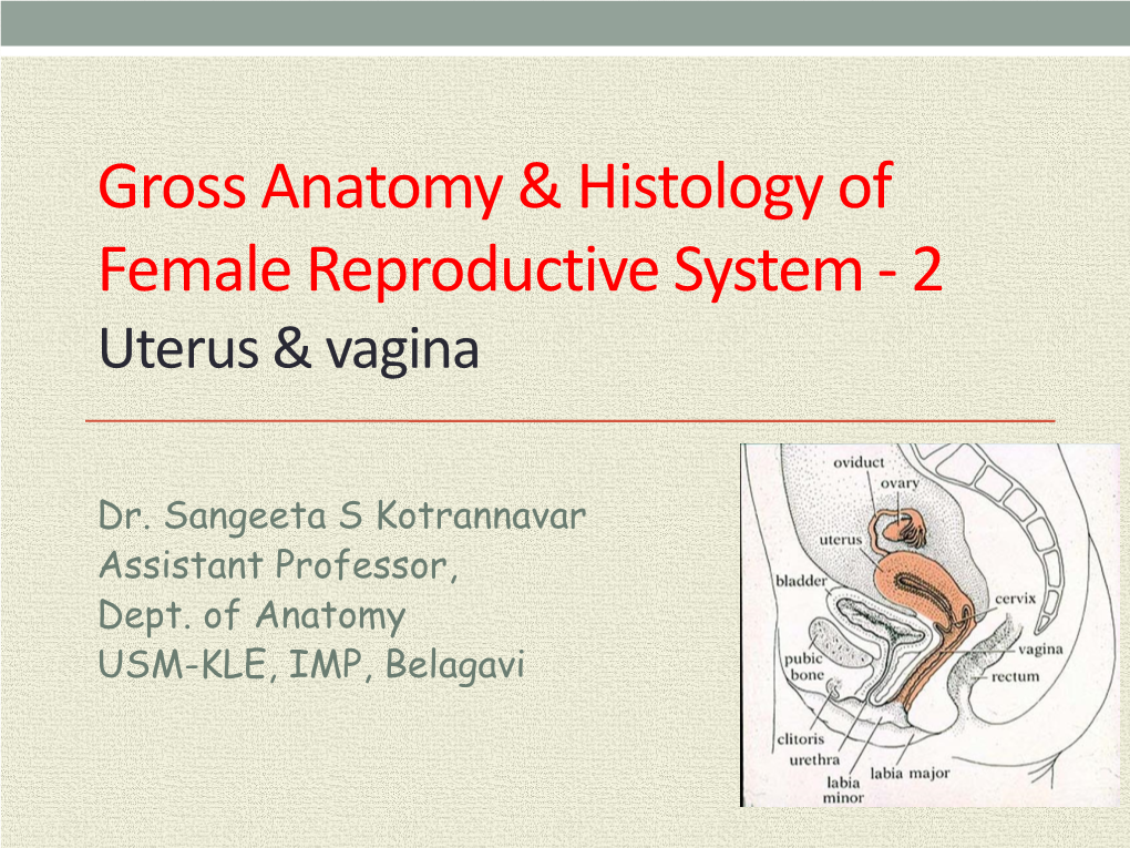 Female Reproductive System - 2 Uterus & Vagina