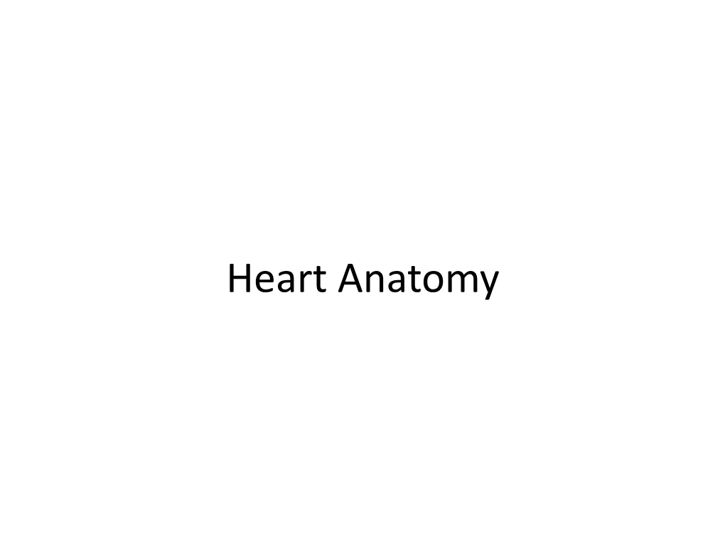 Anatomy of the Heart