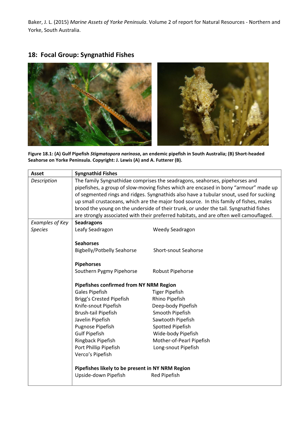 18: Focal Group: Syngnathid Fishes