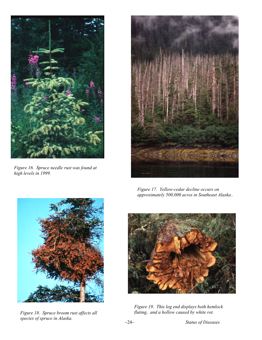 Status of Diseases Figure 17. Yellow-Cedar Decline Occurs