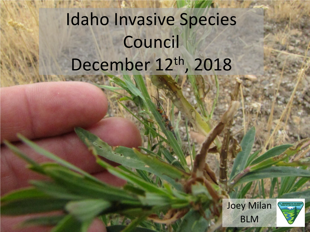 Saltcedar Biological Control Update