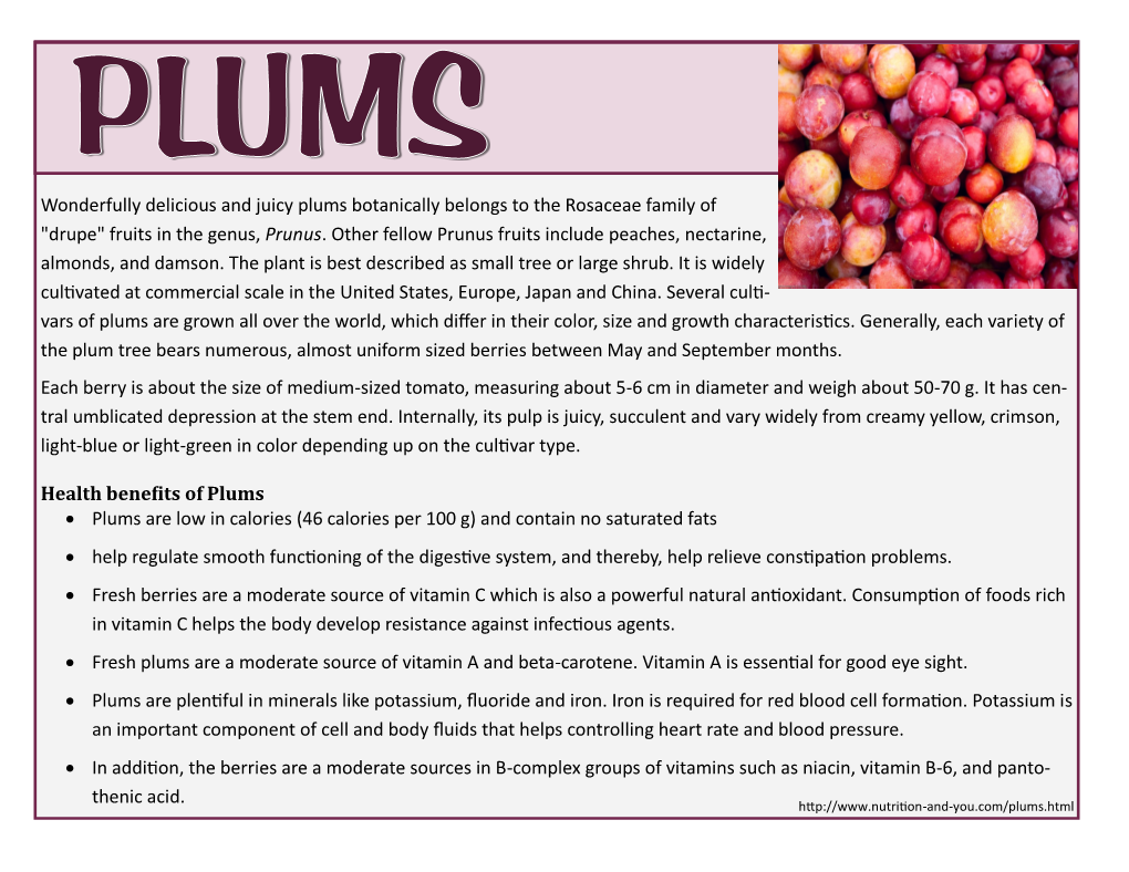 Wonderfully Delicious and Juicy Plums Botanically Belongs to the Rosaceae Family of "Drupe" Fruits in the Genus, Prunus