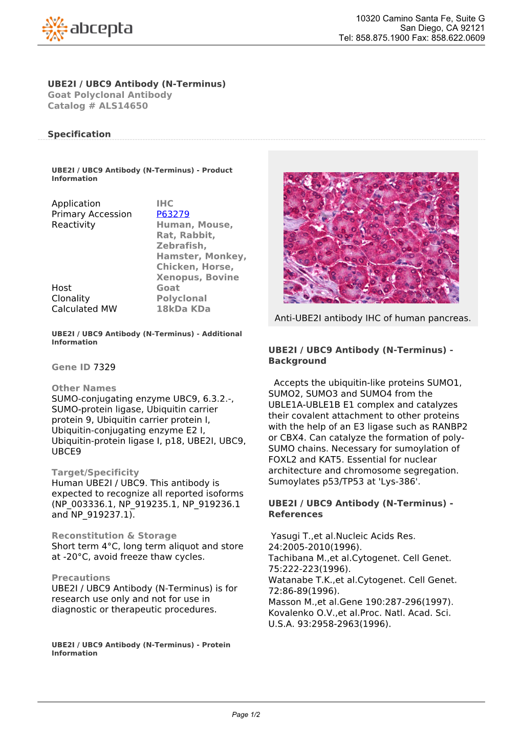 UBE2I / UBC9 Antibody (N-Terminus) Goat Polyclonal Antibody Catalog # ALS14650