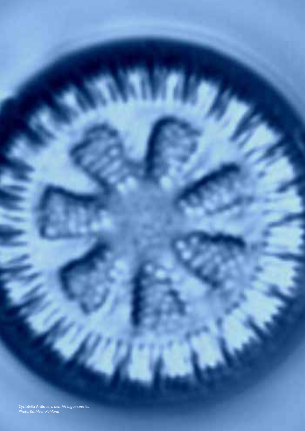 Cyclotella Antiqua, a Benthic Algae Species. Photo: Kathleen Rϋhland 33 4.2