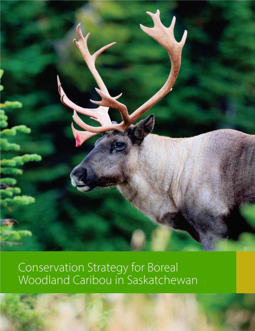 Conservation Strategy for Boreal Woodland Caribou in Saskatchewan Table of Contents