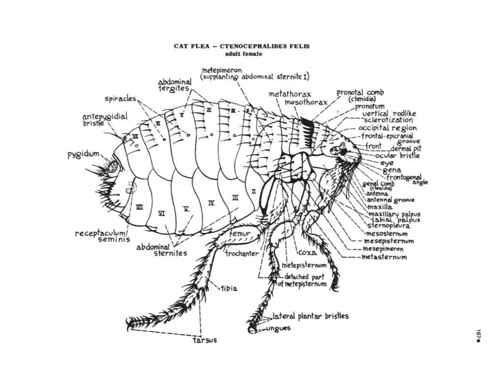 FLEA - CTENOCEPHALIDES FELIS Adult Female