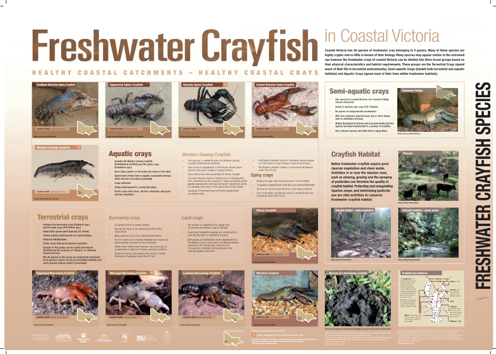 Freshwater Crayfish Species
