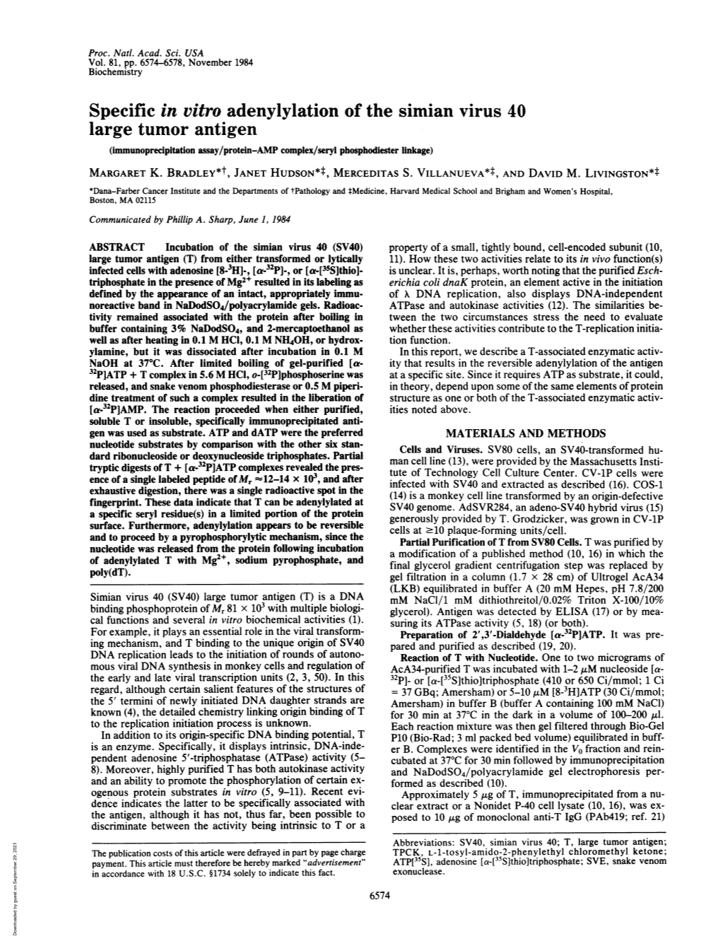 Specific in Vitro Adenylylation of the Simian Virus 40 Large Tumor Antigen (Immunoprecipitation Assay/Protein-AMP Complex/Seryl Phosphodiester Linkage) MARGARET K