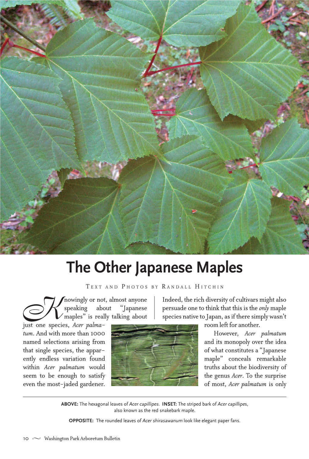 The Other Japanese Maples