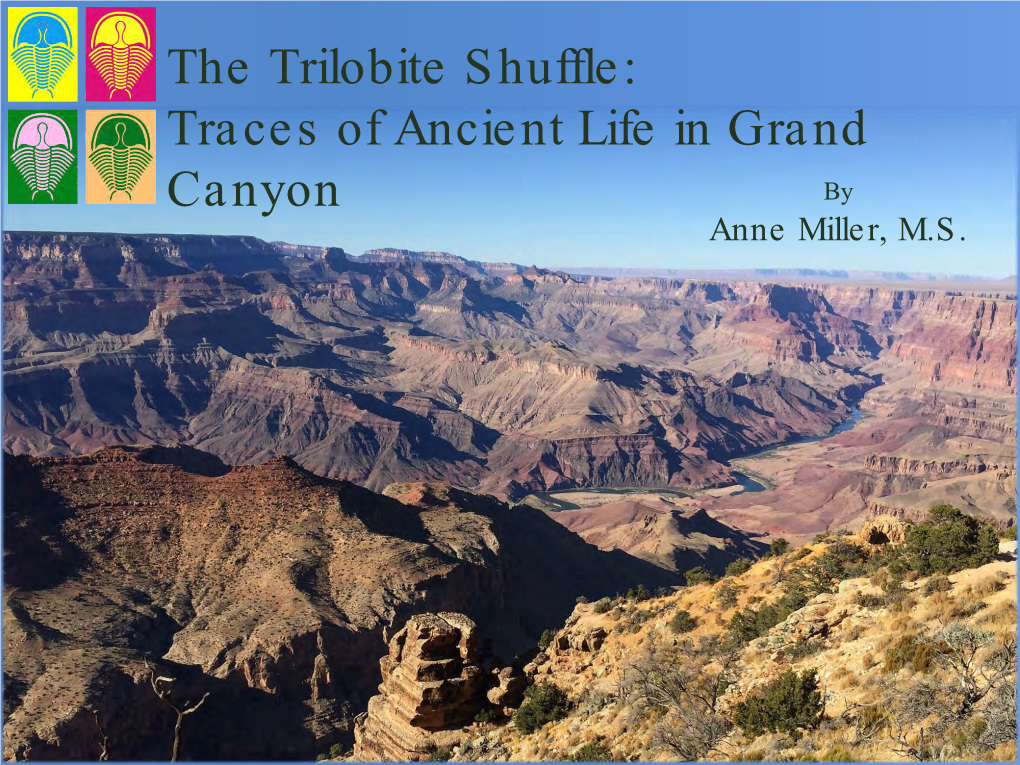 The Trilobite Shuffle with Anne Miller