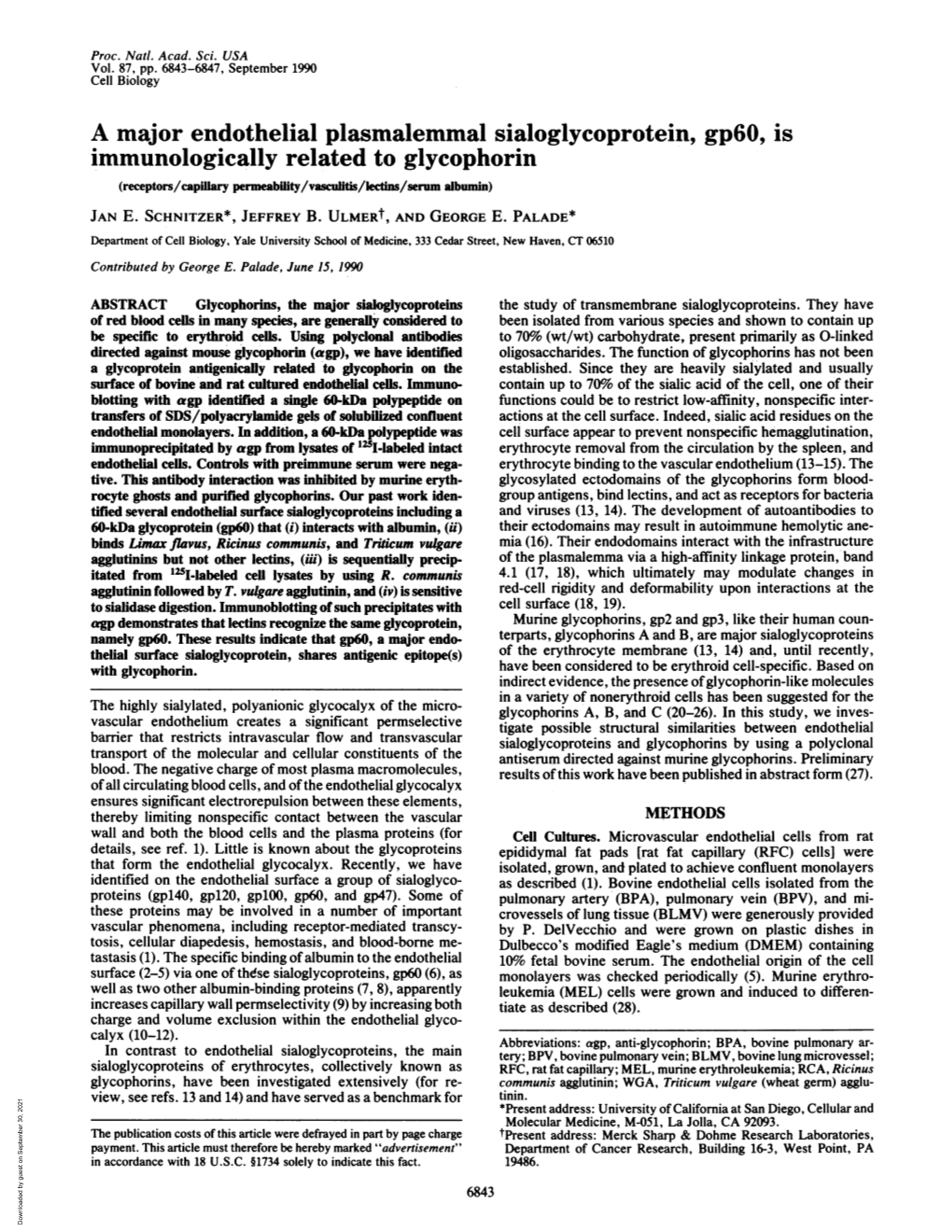 A Major Endothelial Plasmalemmal Sialoglycoprotein, Gp6o, Is