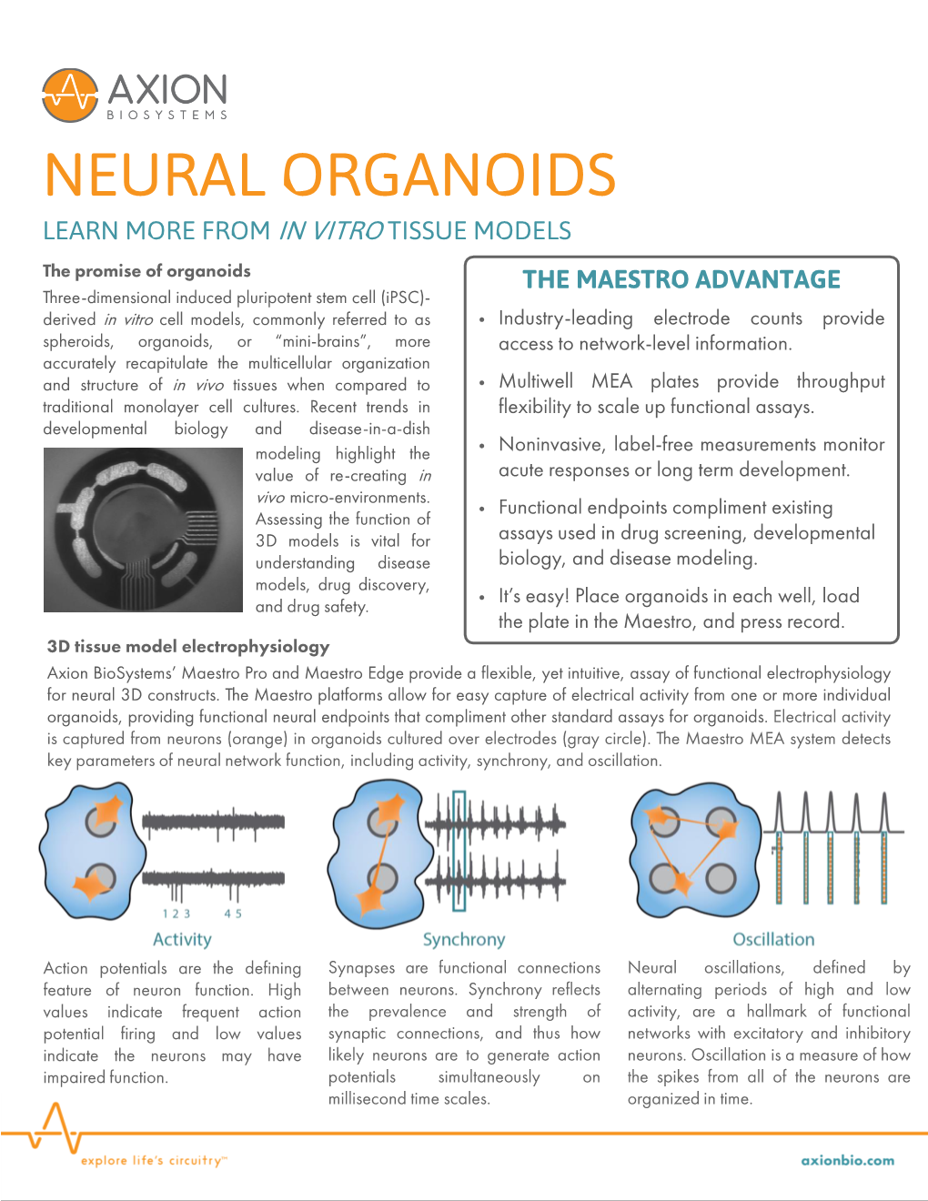 Neural Organoids