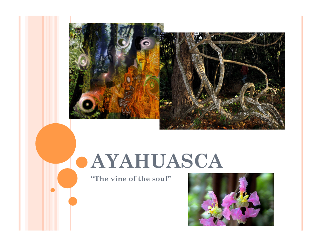 AYAHUASCA “The Vine of the Soul” WHAT IS AYAHUASCA?