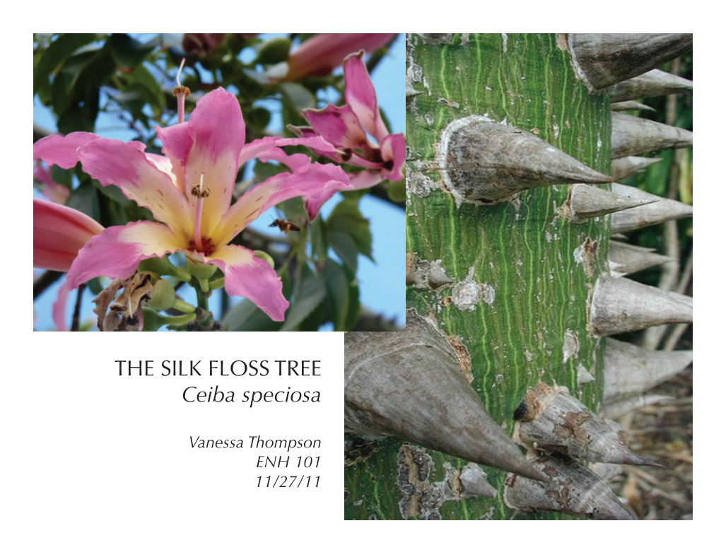 The Silk Floss Tree Ceiba Speciosa