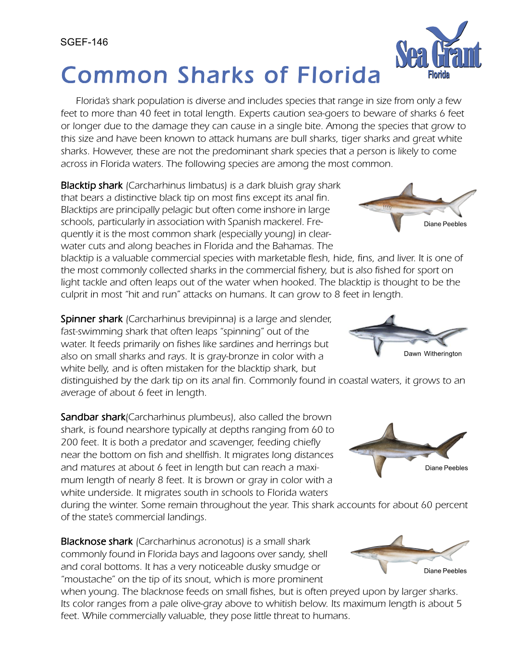 Common Sharks of Florida Florida’S Shark Population Is Diverse and Includes Species That Range in Size from Only a Few Feet to More Than 40 Feet in Total Length