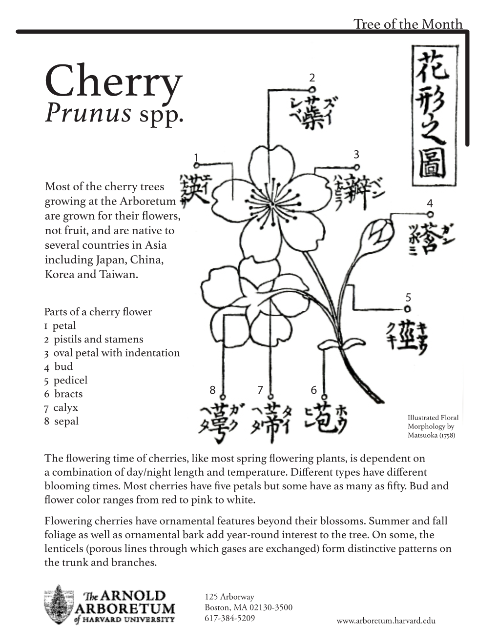 Cherry 2 Prunus Spp