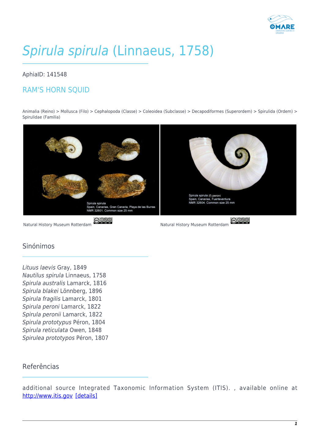 Spirula Spirula (Linnaeus, 1758)