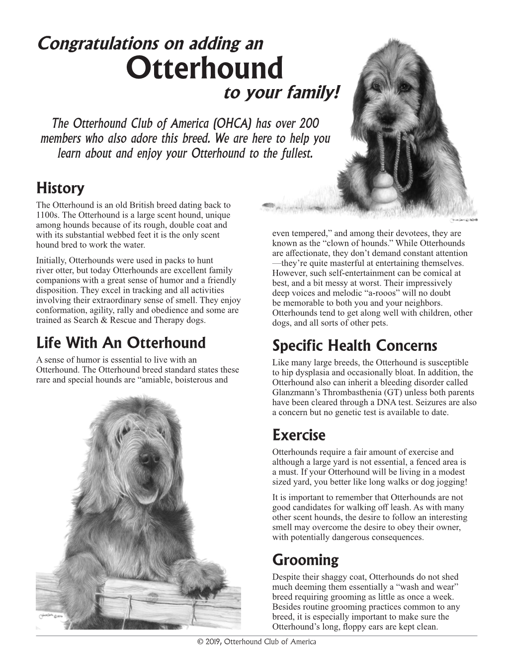 Otterhound to Your Family!