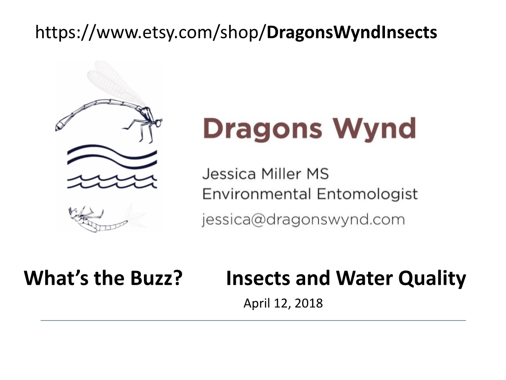 What's the Buzz: Insects and Water Quality