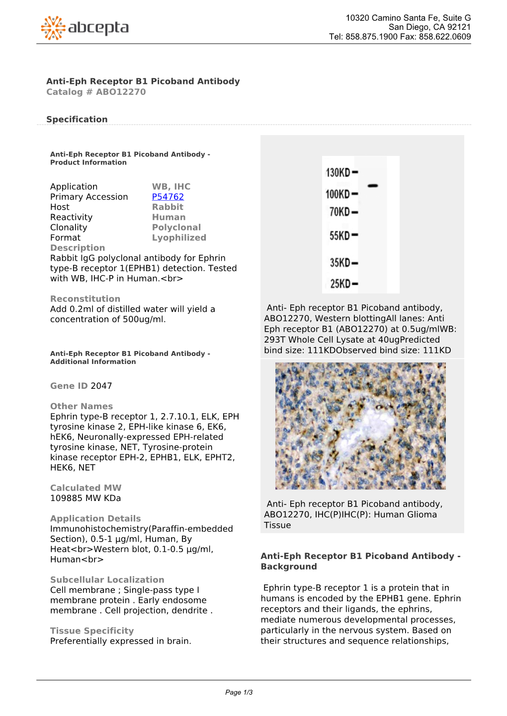 Anti-Eph Receptor B1 Picoband Antibody Catalog # ABO12270