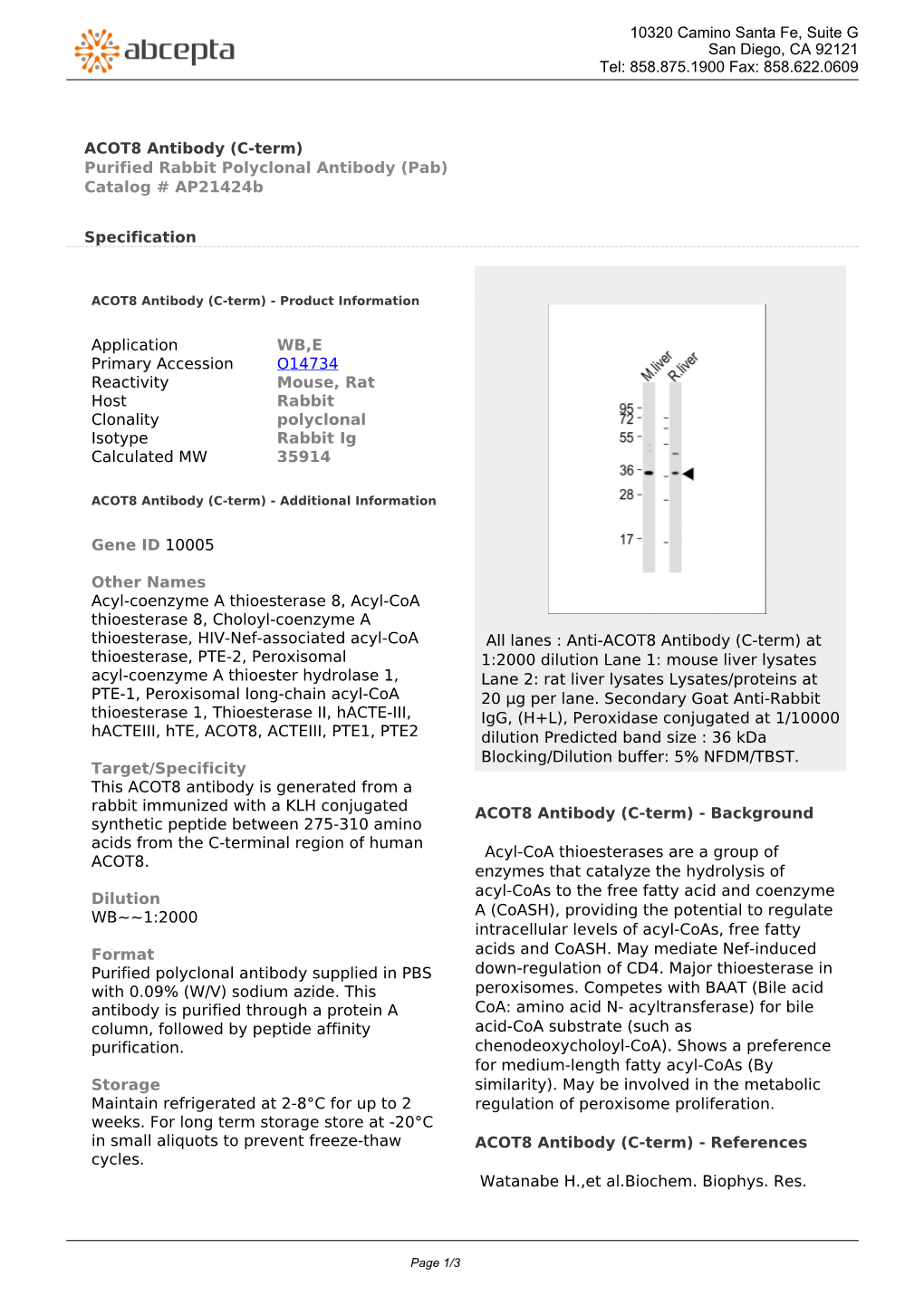 ACOT8 Antibody (C-Term) Purified Rabbit Polyclonal Antibody (Pab) Catalog # Ap21424b