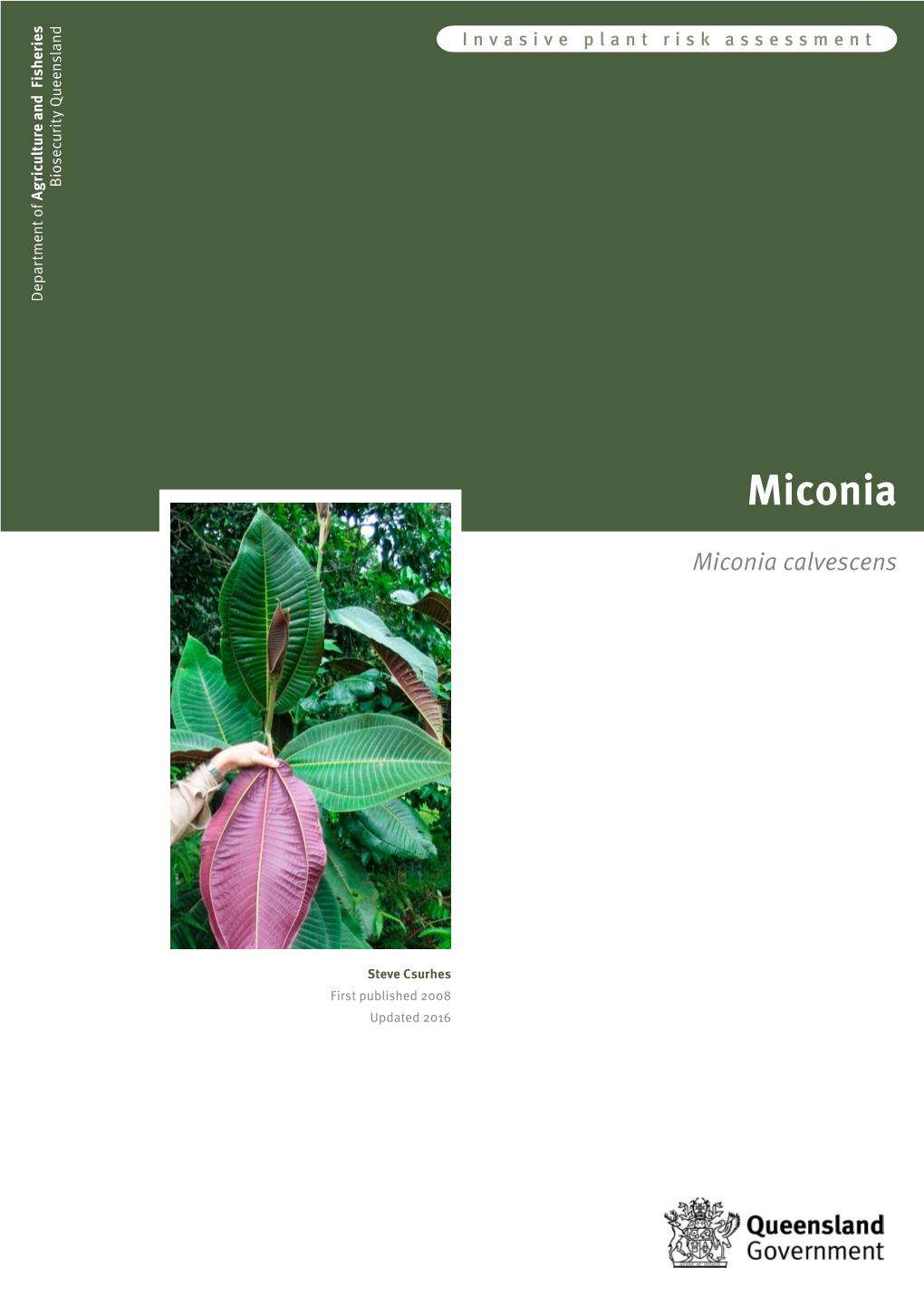 Miconia Calvescensmiconia Miconia © State of Queensland, 2016