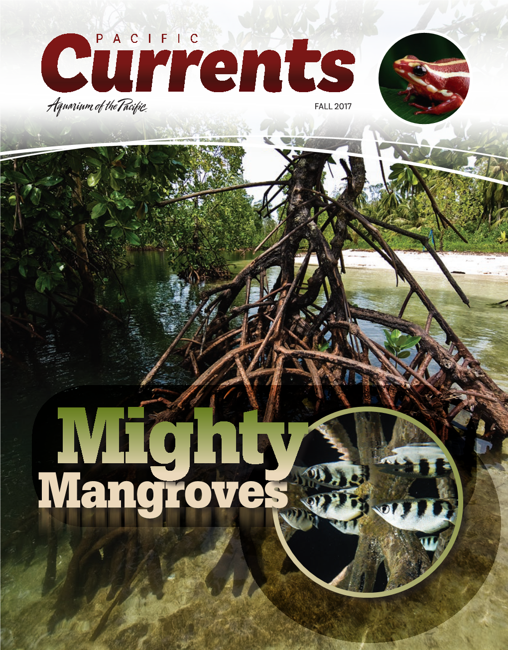 Mangroves Focus on Sustainability