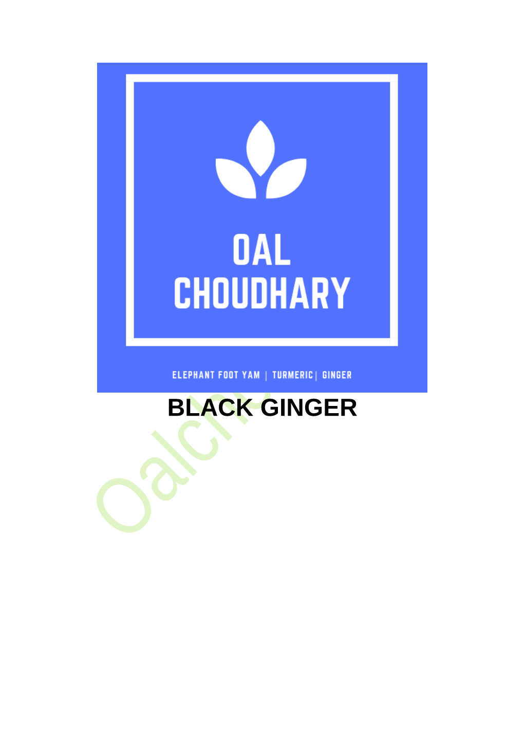 BLACK GINGER Black Ginger Or Black Galangal Or 'Krachai Dum' in Thai