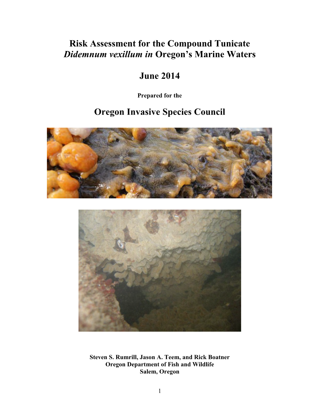 Didemnum Vexillum in Oregon’S Marine Waters