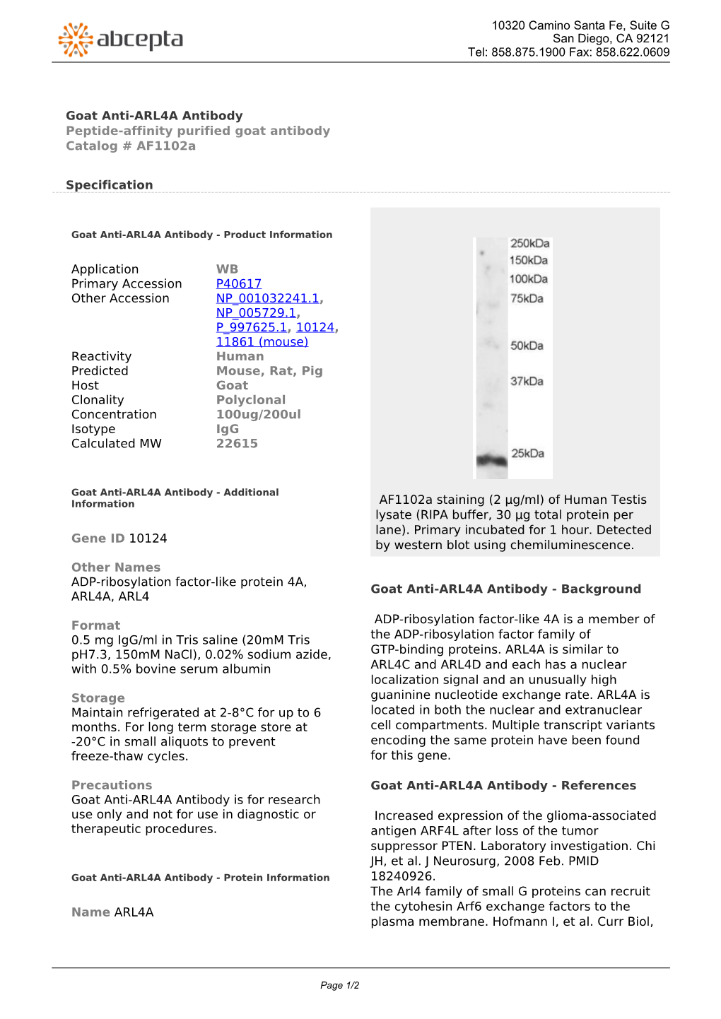 Goat Anti-ARL4A Antibody Peptide-Affinity Purified Goat Antibody Catalog # Af1102a