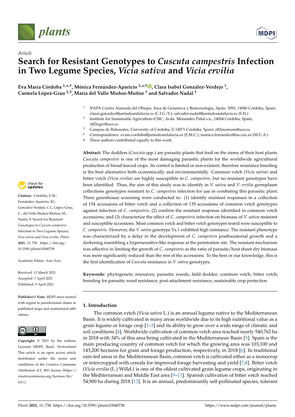 Search for Resistant Genotypes to Cuscuta Campestris Infection in Two Legume Species, Vicia Sativa and Vicia Ervilia