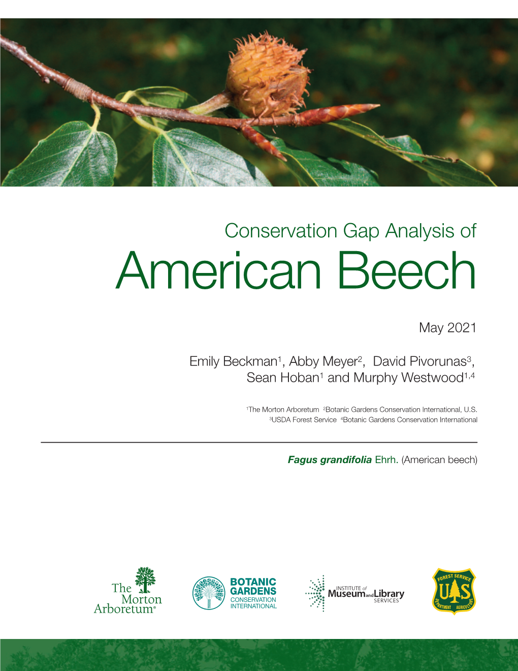 American Beech