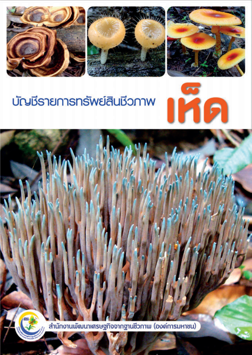 BEDO-Mushroom.Pdf