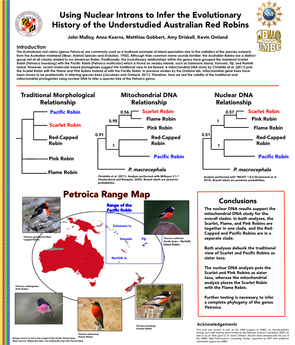 Petroica Boodang) with the Pacific Robin (Petroica Multicolor) Which Is Found on Nearby Islands, Such As Solomons Island, Vanuatu, Fiji, and Norfolk Island