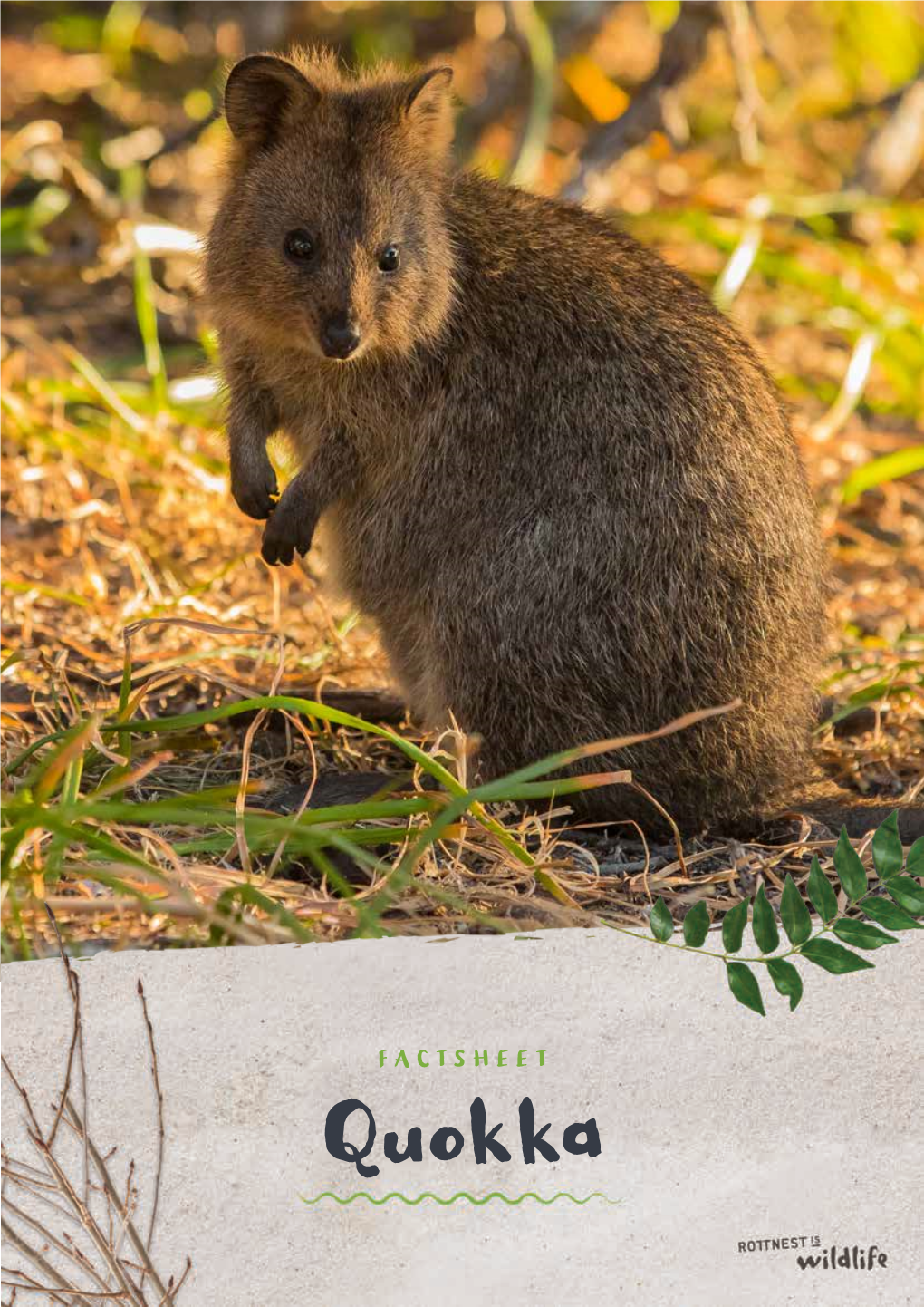 Quokka FACTSHEET Quokka